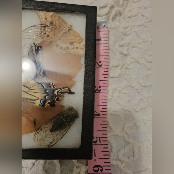 Dried Preserved Real Butterfly Moth Insects Oddity Earth Garden Natural - Picture 12 of 13